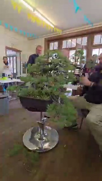 Pinus Parviflora Perfect Pro Performance🌲#diy #bonsai #shorts #tongue #twister