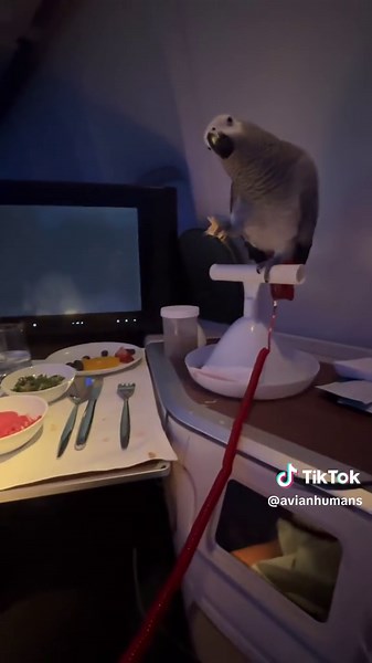 Zoya’s First-Class Adventure: From New York to Jeddah