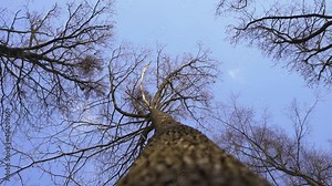 Wind blows the trees in the forest.