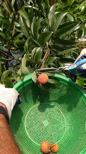 Fresh Lychee Harvest From a Young Tree 🍒😍 | So Satisfying to Watch! #Shorts#youtubeshort#foryou