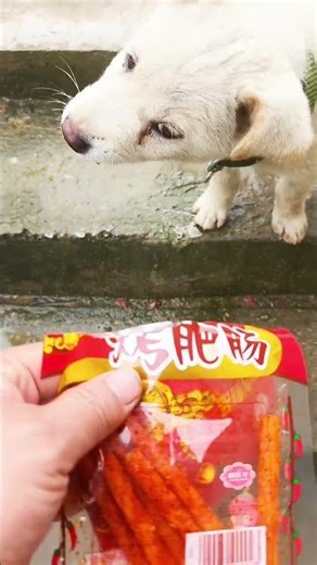 Entertainment short funny movies laugh every day with me #78