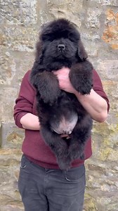 5 Fun Newfie facts #newfoundlanddog #newfie | Newfangled Newfoundlands & Chow Chows