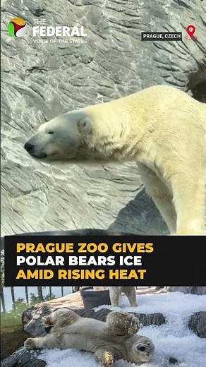 Prague Zoo gives polar bears ice relief amid heatwave | #shorts