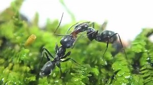 5.7M views · 225 reactions | In summary: The ants eat aphid poop and puke it into their friend's mouths. | BuzzFeed Video | Facebook
