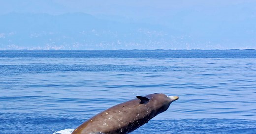 5 choses à savoir sur la baleine de Cuvier