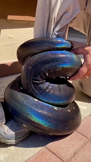 The Stunning Beauty of Rainbow Snakes