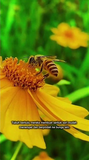 Honey Bee and Yellow Flower | Honey Bee Pollinating Flower
