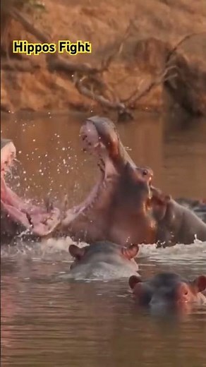 Hippos Fight - Watch full video ‪@FreeHighQualityDocumentaries‬ #animals #documentary #hippos