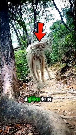 Top 5 Weirdest Animal's In The World Ever Caught On Camera!