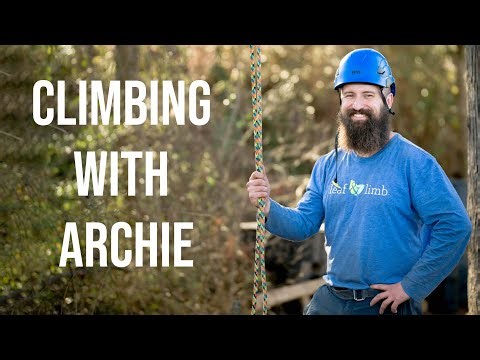 Climbing with Archie: How to Climb a Tree Like an Arborist