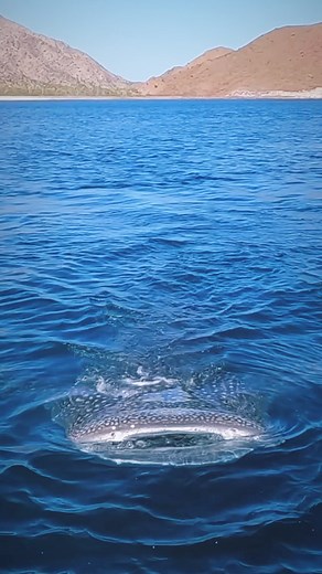 36K views · 117 reactions | A stationary whale shark, mouth wide open, taking advantage of a current full of plankton. Baja whale shark summer tour coming soon to where the desert meets the sea. • • •#whaleshark #tiburonballena #sharklife #seasafari #silversharkadventures | Silver Shark Adventures | Facebook