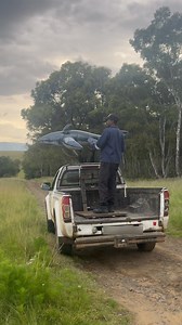 34K views · 247 reactions | They say a shark can’t beat a lion on land. We’re not saying it’s science… but 麗 Lions Rugby Co The Sharks Vodacom United Rugby Championship - URC | GG Conservation Glen Garriff | Facebook