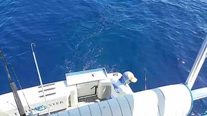 6.3K views · 27 reactions | FLYING SWORDFISH ON THE PREMIUM TIME! Have you ever seen a JUMPING SWORDFISH? Captain Seth Hopp and Nick Whiteman joined us on the Premium Time out of A&B Marina in Key West for a day of swordfishing and deep dropping...... | FishMonster Key West | Facebook