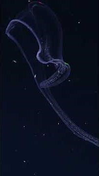 Invisibility takes effort! #designingthefuture3 #midwater #ctenophora