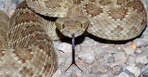Discover the Largest Mojave Rattlesnake Ever Recorded
