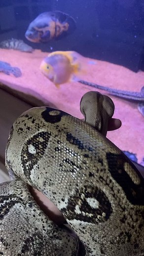 #bcc #reptile #aq#aquarismoealegria #aquarismojumbo clebão