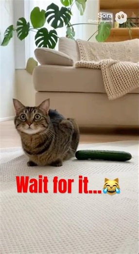 Cat vs Cucumber 😱😂 | Funniest Jump Scare Reaction