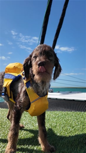 30K views · 283 reactions | on the bow of course! | Sailing Doodles | Facebook