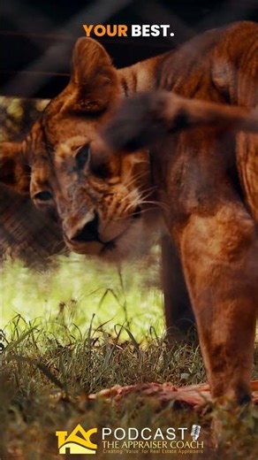 Outrun the Lion in Appraisal