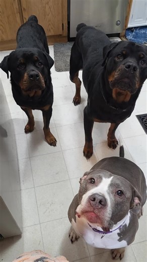 penguinmmd (@penguinmmd)’s videos with original sound - Bubbles (Mike Smith)