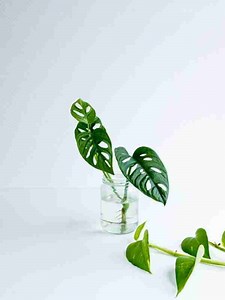 How To Propagate A Monstera Deliciosa (4 Proven Methods)