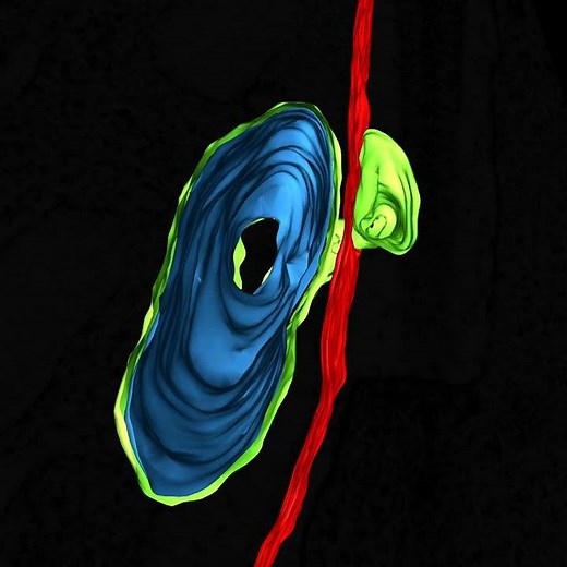 Segmentation of an extracellular vesicular structure connected to inner segment mitochondrion