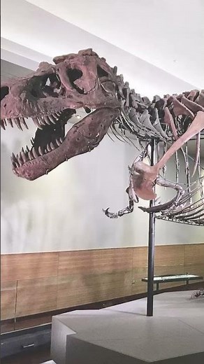 Sue the T-Rex: Montana's Greatest Find #fossils #trex #discovery
