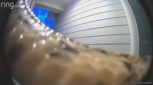 Home security camera catches snake slithering across lens