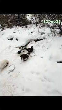 12DEC25 #outthewindowweather #appalachia #snow #iheartwv
