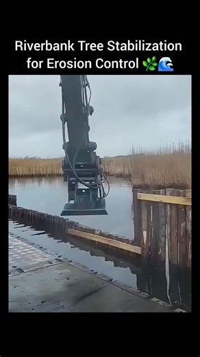 World of technology on Instagram: "Riverbank Tree Stabilization for Erosion Control 🌿🌊 This video highlights the riverbank tree stabilization process—a sustainable and eco-friendly engineering solution designed to protect riverbanks from erosion while restoring natural ecosystems. By integrating vegetation with engineering principles, this method creates a living barrier that strengthens soil structure and enhances environmental resilience. Each planted tree plays a critical role in anchoring 