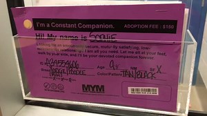 UPDATE: Sophie is on hold for a potential adopter! Thank you for sharing and caring. -------------------------------------------- Sophie is just absolutely darling! This 9 year old Yorkie/Mini Poodle mix is always wagging her tail and is eager to meet new people. Think you can be her constant companion for life? Come visit Sophie today, we're open until 8pm for adoptions every Friday! | Kansas Humane Society