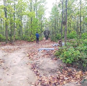 226K views · 3.8K reactions | Elephant attacks in jungle  . . . #babyelephants #elephant #new #fyp #trendingreels #reelsfb #forest #elephantsafari #saveanimals #elephantlove #elephants #wildlifeplanet #rescue #ElephantAttack #attack #hati #BMW @highlight অযথা হাতিকে কেও বিরক্ত করবেন না  | Chinmay Mahata | Facebook