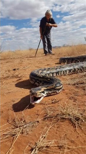 Elderly women Faces Massive Python in Shocking Real-Life Encounter! 😱🐍#MassivePython