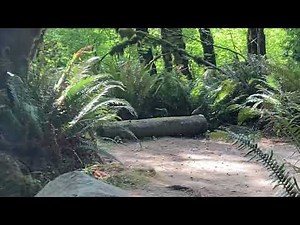 Video of Mill Creek Campground - Del Norte Coast Redwoods State Park, CA from Veronica S.