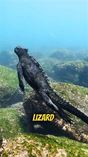 The Only Lizard That Swims in the Ocean 🌊🦎