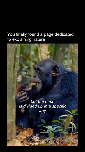 Explaining Nature on Instagram: "Chimpanzees put their intelligence on full display, coordinating one of the most complex ambush strategies in the animal kingdom as they hunt unsuspecting monkeys. Precision, planning, and teamwork turn the forest into a calculated battlefield."