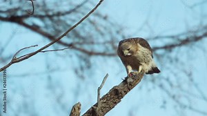 Hawk picks at a dead mouse while perched on a branch in slow motion
