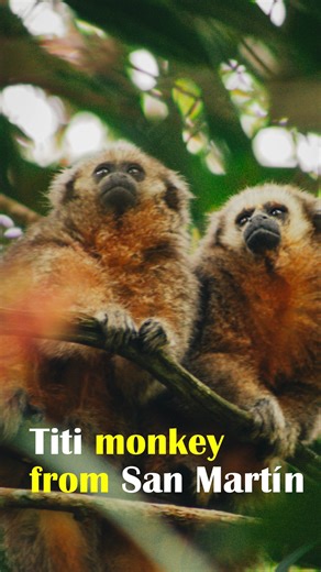 🐒The San Martín titi monkey is found nowhere else in the world and is Critically Endangered. Protecting it and the future of many species that depend on it survival means defending forests, . Protecting biodiversity is everyones responsibility. Join us, stand up for rainforests, and follow us to learn more about the San Martín titi monkey and conservation efforts in Peru. 🐒El mono tocón de San Martín no se encuentra en ningún otro lugar del mundo y está en Peligro Crítico de Extinción. Protege