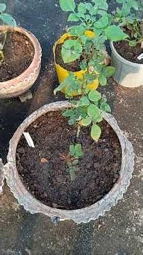 How to make homemade organic khad