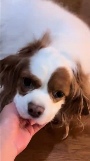 朝起きて部屋の扉を開けたら、可愛すギルティが出現しました🐶 #えびちゅう #私立恵比寿中学 #えびラブ #すギルティ #犬のいる生活 @えびちゅう/ebichu @まやま りか @Ay...