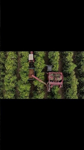 Revolutionizing Coffee Harvesting: Case IH Coffee Express 200 Multi in Action#coffee #modernfarming