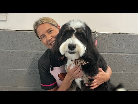Bernice - Mini Bernedoodle Dog Grooming