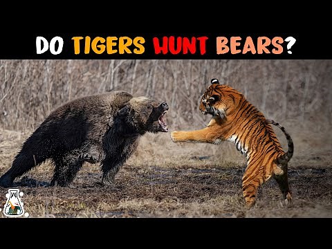 Do Tigers Really Hunt Bears?