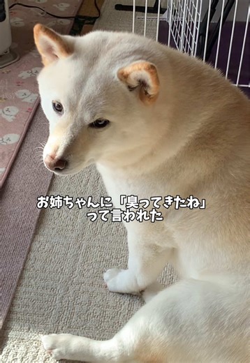 ついこの前（1ヶ月前）シャンプーしたばかりなのに、またシャンプーされて納得いかない柴犬 #柴犬 #豆柴 #柴犬のいる生活 #柴犬のいる暮らし #dog