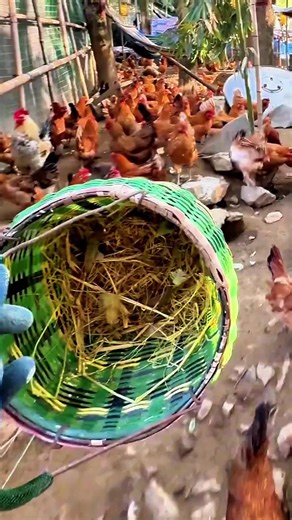 Relaxing Immersive Egg Picking Experience