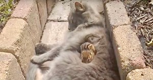 Cat And Chipmunk Form Unusual Friendship And Won't Stop Cuddling