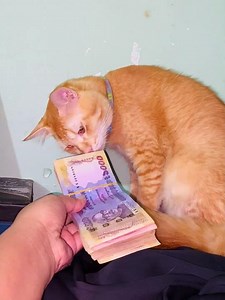 Hablur you tube er incomes #funny #cat #viral