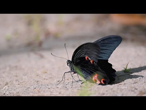 Butterfly Relaxation | 4K Calming Nature Video with Music 🦋 #Butterfly #NatureVideo #relaxing