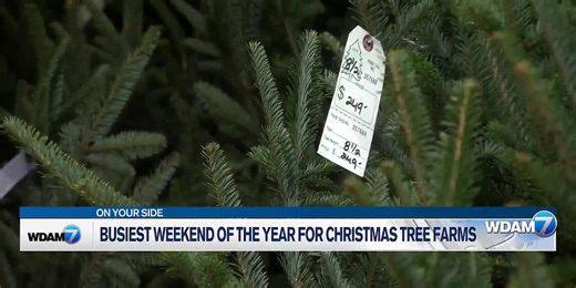 Local Christmas tree farms bounce back after drought for busiest weekend of the year