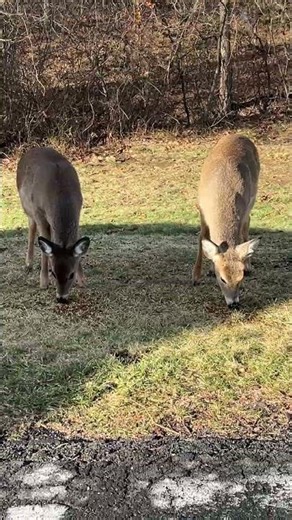 Feeding two young deer Purina Deer Food 17% December 20, 2025